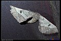 01:29, 2018-yil 31-dekabr dagi versiya uchun tasvir
