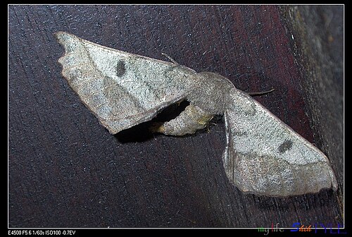 Acrodontis aenigma