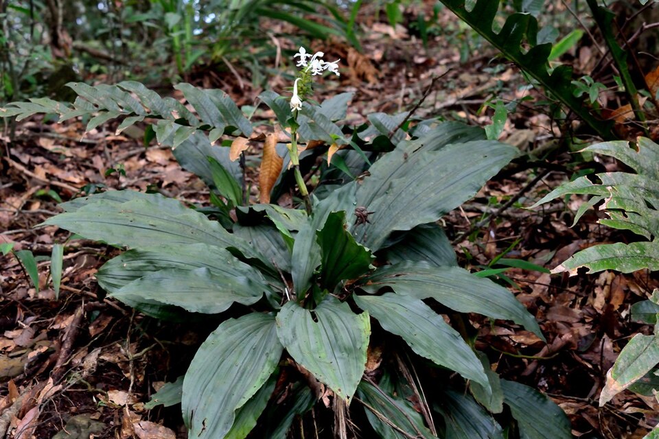 Fayl:Calanthe triplicata 白鶴蘭 (15726592922).jpg