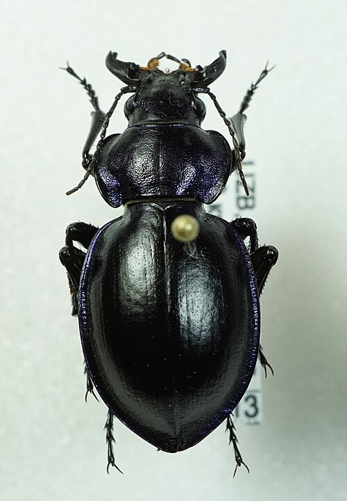 Fayl:Calosoma glasunovi.JPG