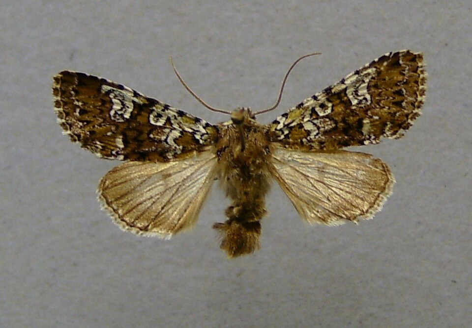 Fayl:Crypsedra gemmea.01.jpg