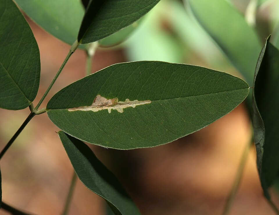 Fayl:Parectopa lespedezaefoliella.jpg