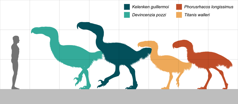 Fayl:Phorusrhacidae size comparison.png