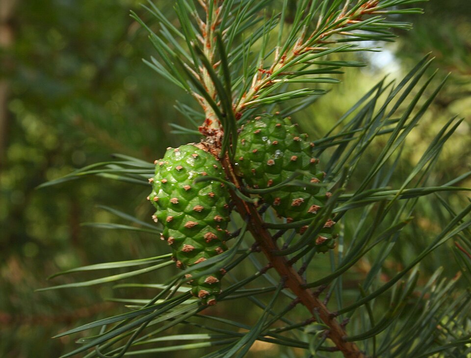 Fayl:Pinus sylvestris cones pl.jpg