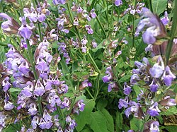 Salvia officinalis