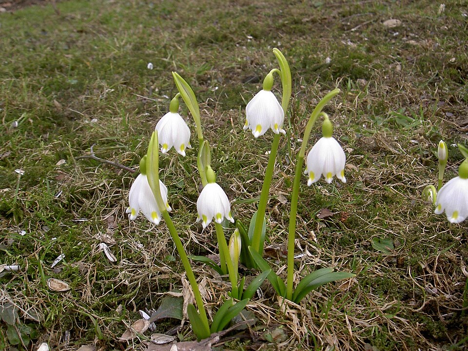 Fayl:SpringSnowflake.jpg