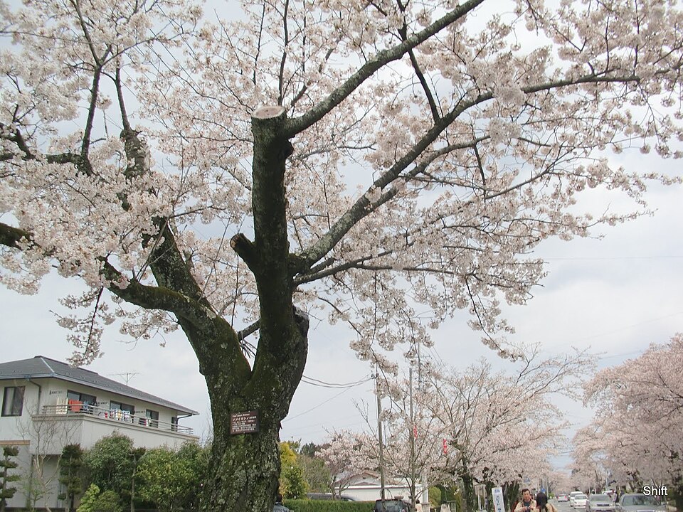 Fayl:(福島県) 夜ノ森駅近く、夜の森公園。ソメイヨシノの桜並木が2.5kmも続く。まさに桜のトンネルですね。訪れたときには桜は満開。公園も華やかなムードでした。 - panoramio.jpg