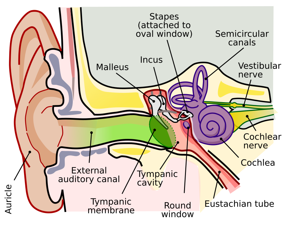 Fayl:Anatomy of the Human Ear.svg