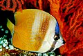Sunburst kapalak baliqlari (ba'zan Lepidochaetodonda joylashgan)