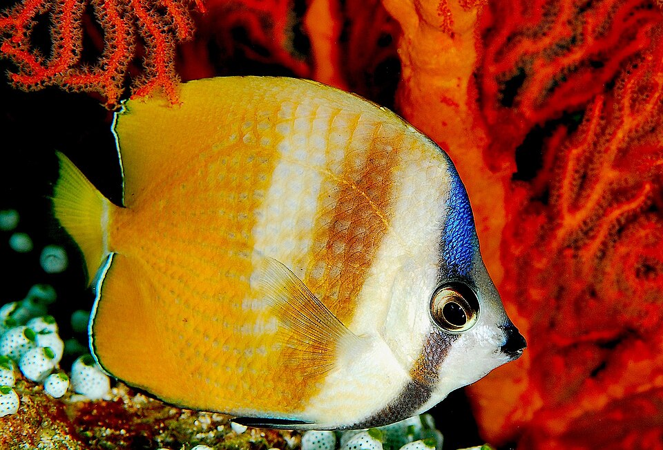 Fayl:Chaetodon kleinii.jpg