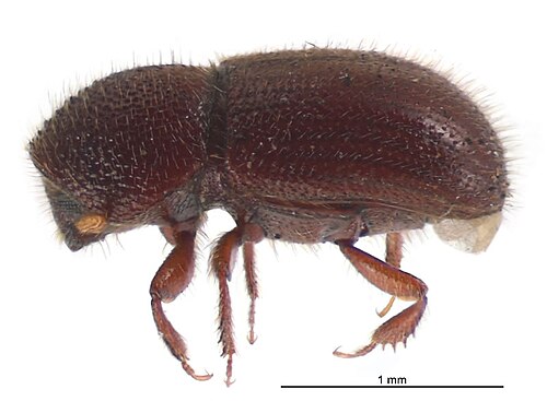 Coccotrypes