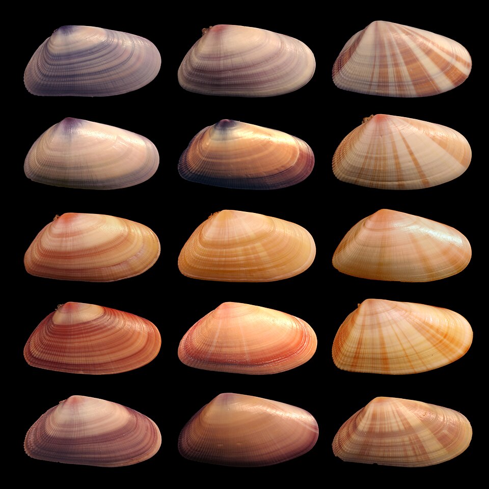 Fayl:Coquina variation3.jpg
