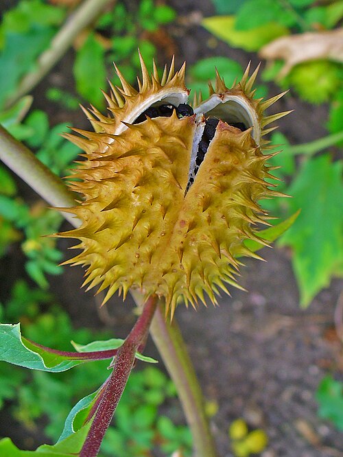 Fayl:Datura stramonium 006.JPG