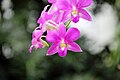 Phalaenanthe bo'limiga tegishli dendrobium gibrid