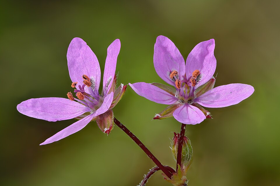 Fayl:Erodium cicutarium flowers - Keila.jpg
