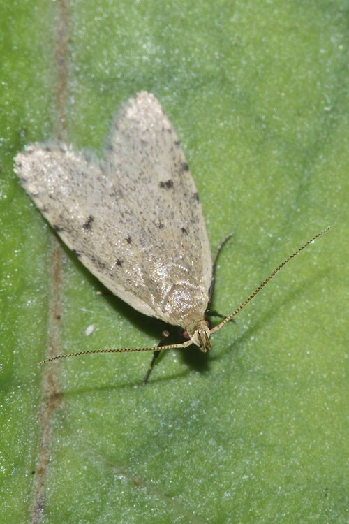 Fayl:Gymnobathra calliploca 176049431.jpg