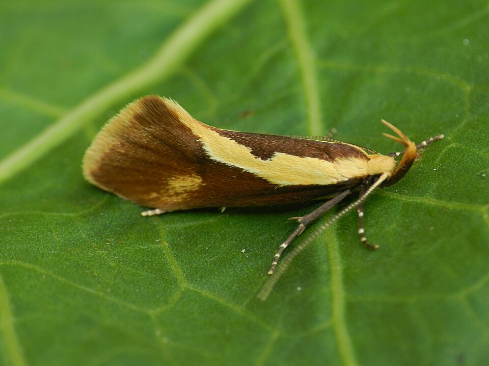 Fayl:Harpella forficella2.JPG
