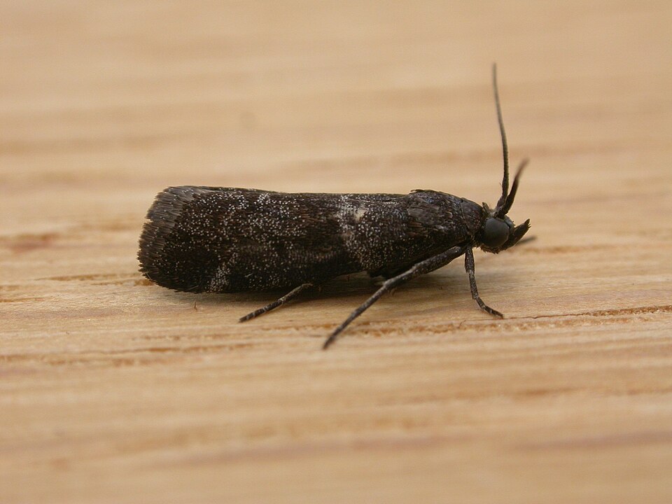 Fayl:Lasiosticha opimella.jpg