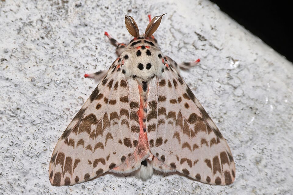 Fayl:Lymantria grandis male.jpg