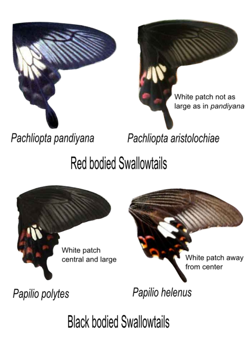 Fayl:Pandiyana aristolochiae polytes helenus.png