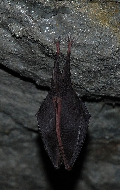 Fayl:Rhinolophus hipposideros20080922.jpg