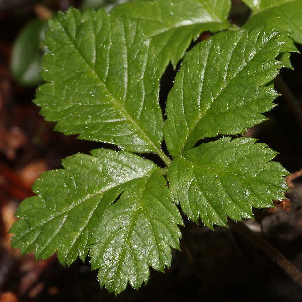 Fayl:Rubus pedatus (leaf).JPG