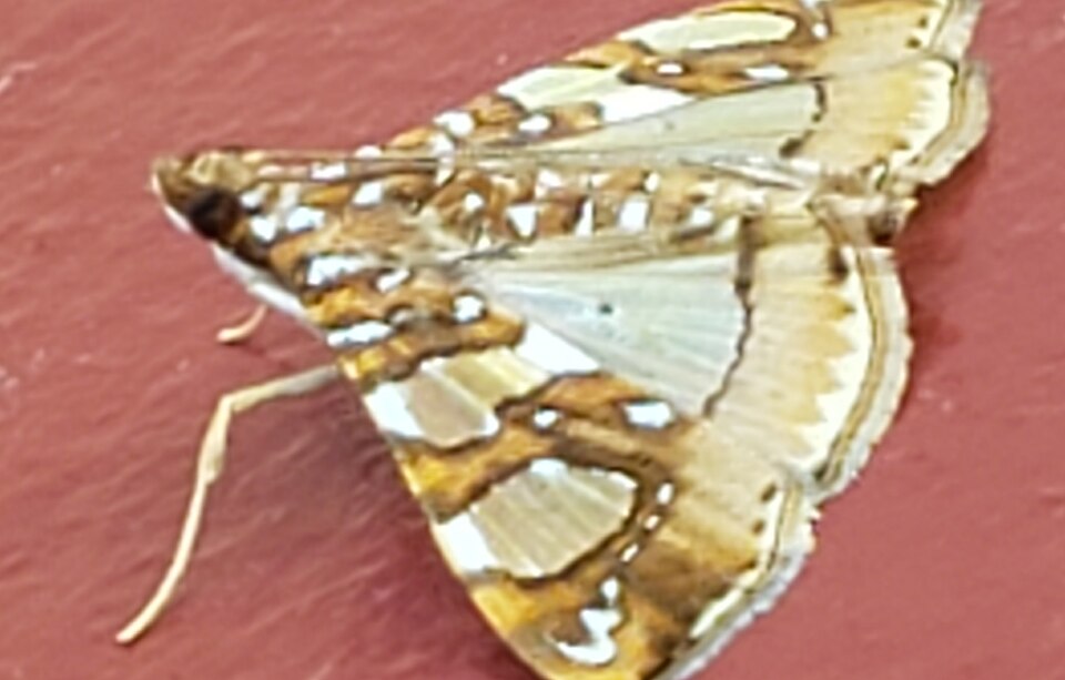 Fayl:Sibilalis7.jpg