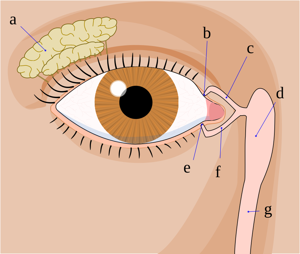 Fayl:Tear system.svg