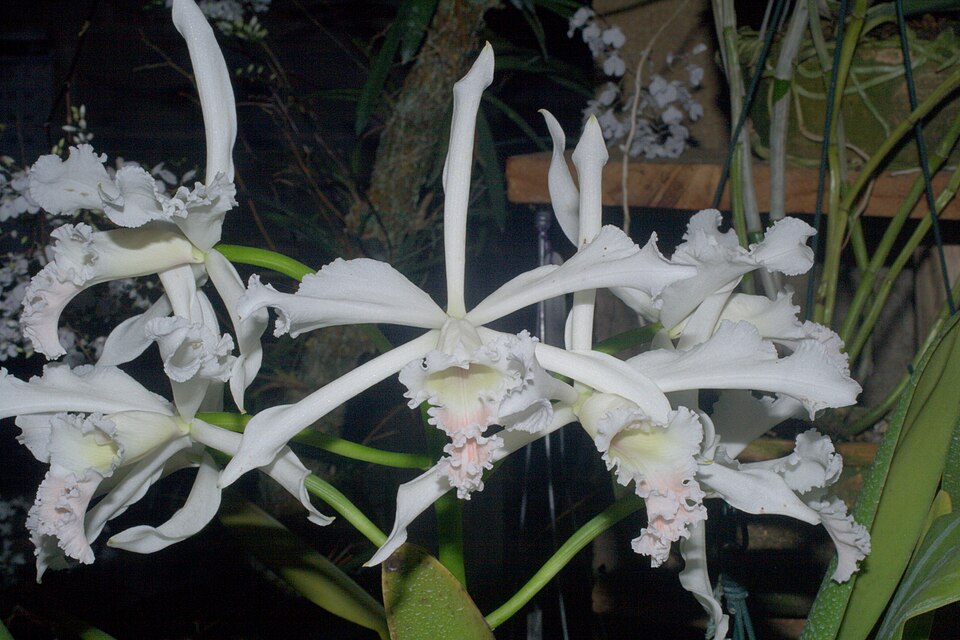 Fayl:Cattleya crispa Lindley.jpg