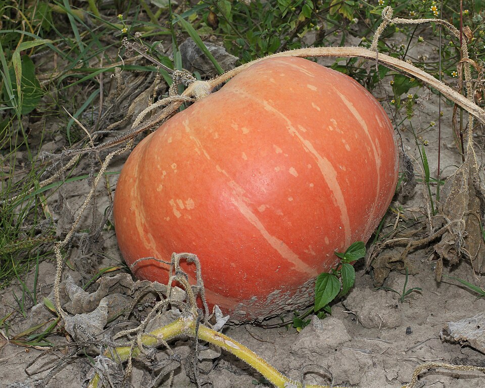 Fayl:Cucurbita maxima 2012 G1.jpg