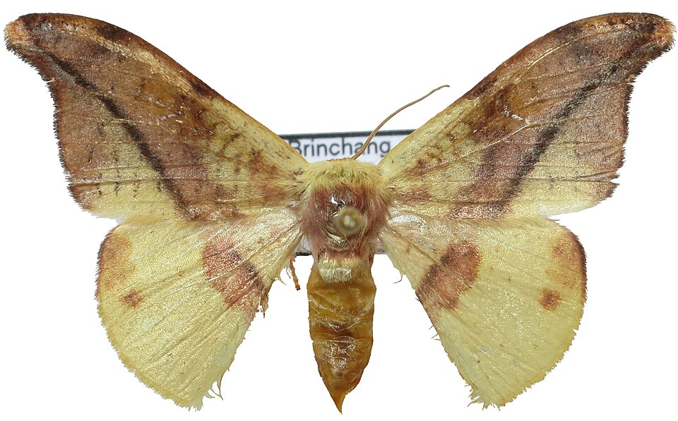 Fayl:Oreta obtusa aequitermen Cameron Highlands.jpg