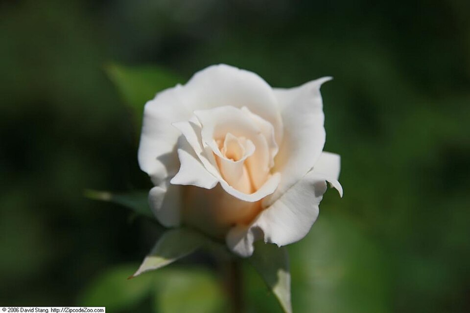 Fayl:Rosa Pascali 1zz.jpg