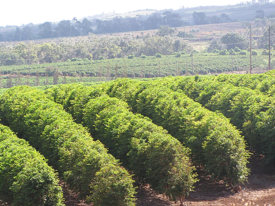 Fayl:Starr-090714-2671-Coffea arabica-crop-Kaanapali-Maui (24338949584).jpg