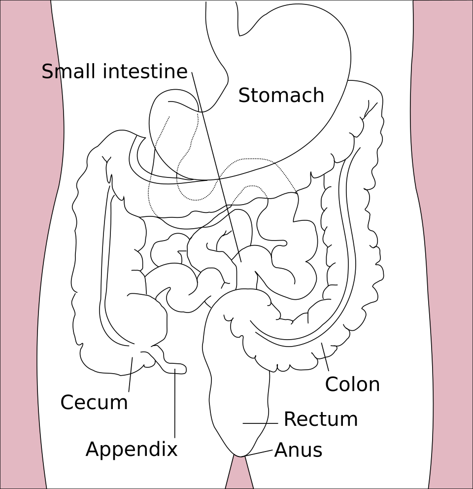 Fayl:Stomach colon rectum diagram-en.svg