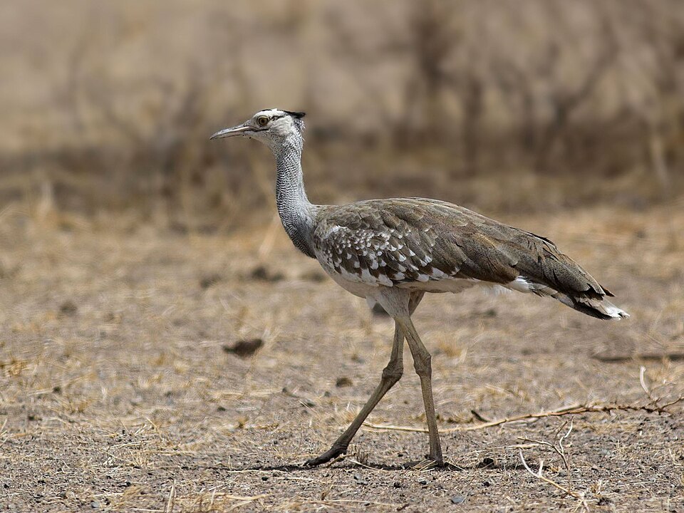 Fayl:Arabian Bustard.jpg