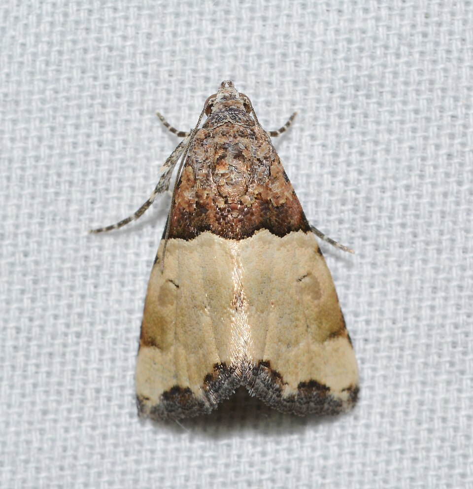 Fayl:Cobubatha dividua (33959353265).jpg