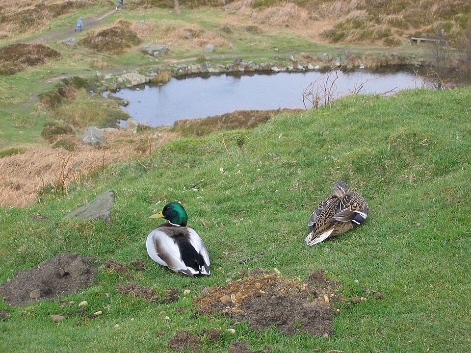Fayl:Ducks on Ilkla Moor.jpg