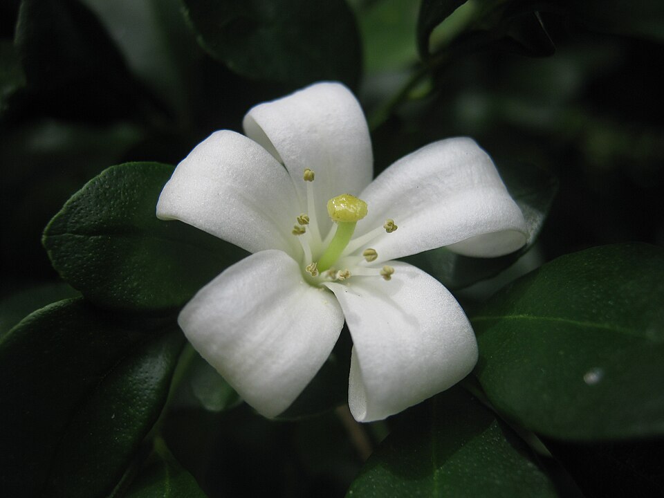 Fayl:Flor-Murraya manipulata.JPG