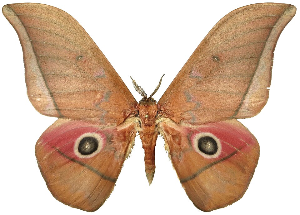 Fayl:Lobobunaea acetes male - Cameroon.jpg