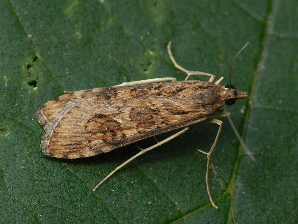 Fayl:Nomophila noctuella4.JPG