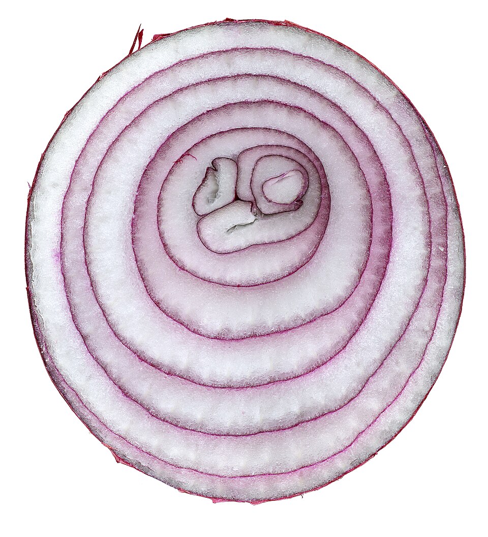 Fayl:Red onion cross section 04.jpg