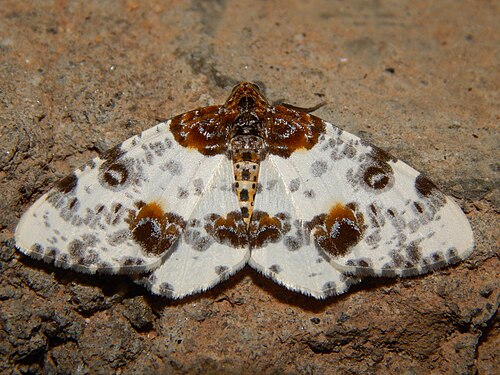 Abraxas leucostola