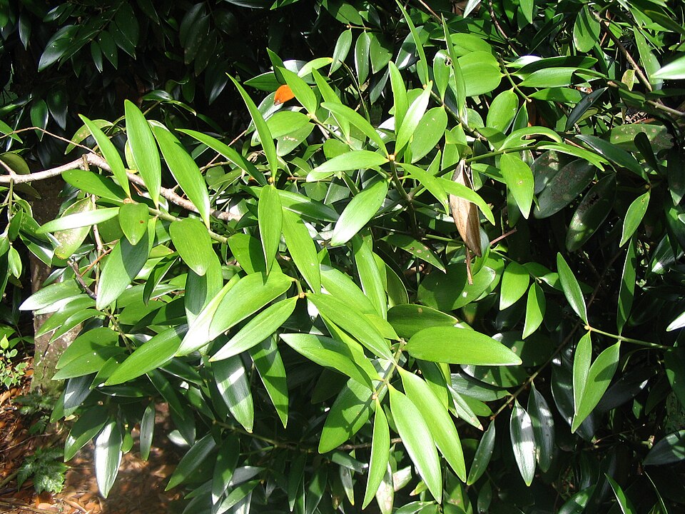 Fayl:Agathis borneensis - feuilles.JPG