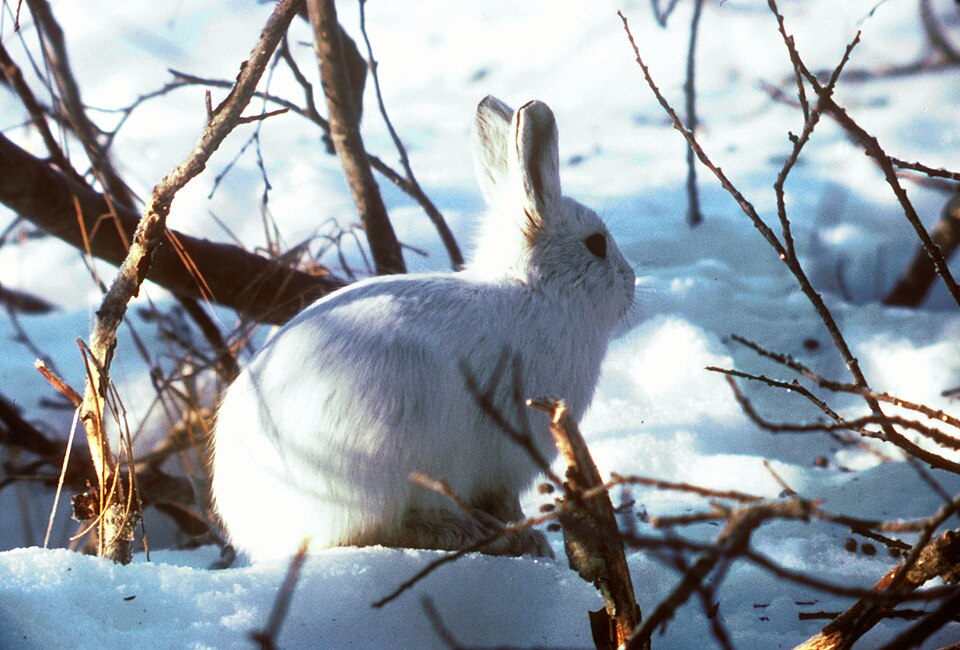Fayl:Arctic Hare.jpg