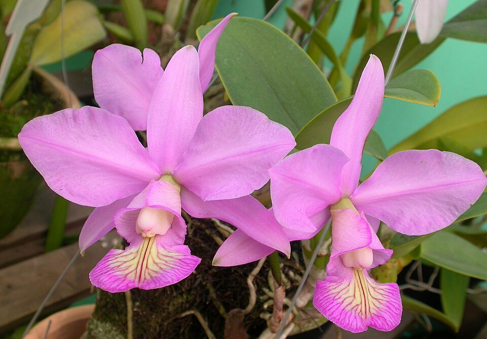 Fayl:Cattleya nobilior.jpg