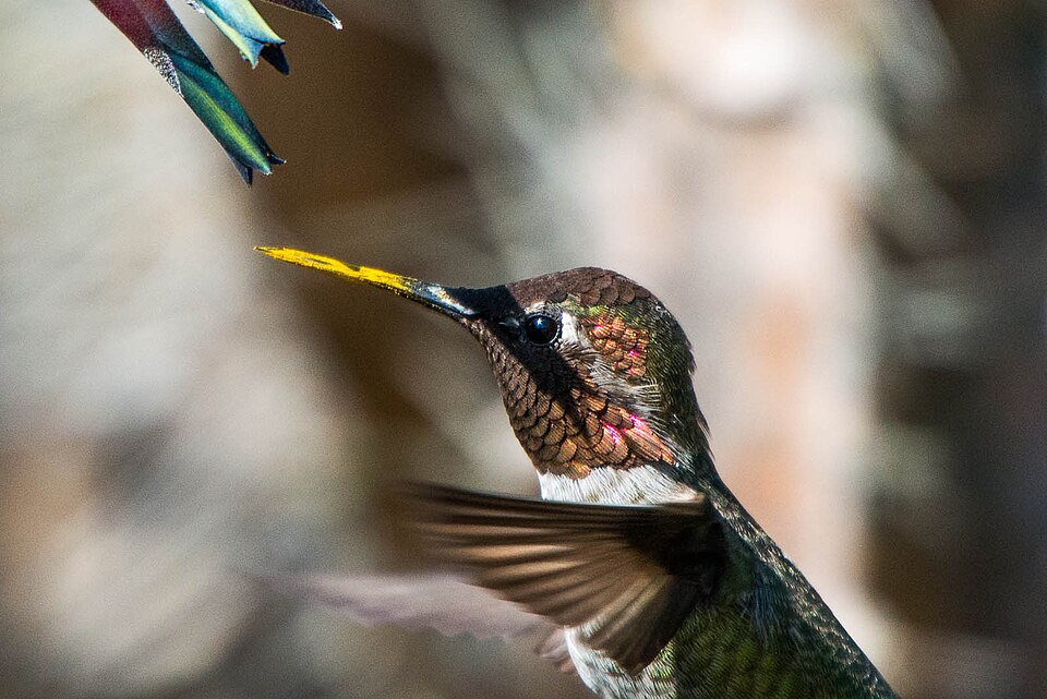 Fayl:Hummingbird headshot.jpg