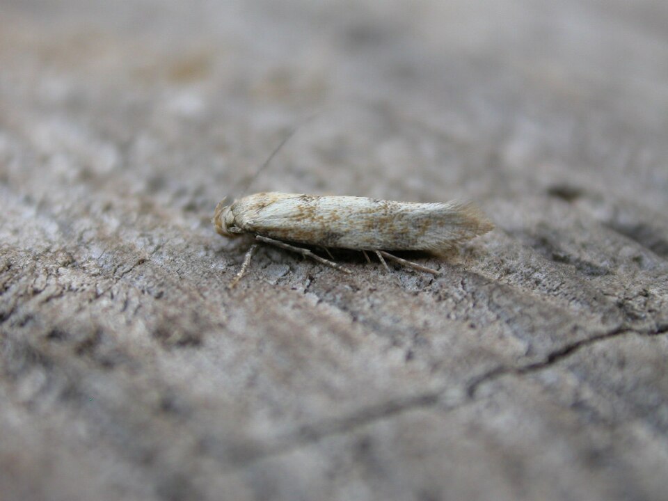 Fayl:Mompha epilobiella.jpg