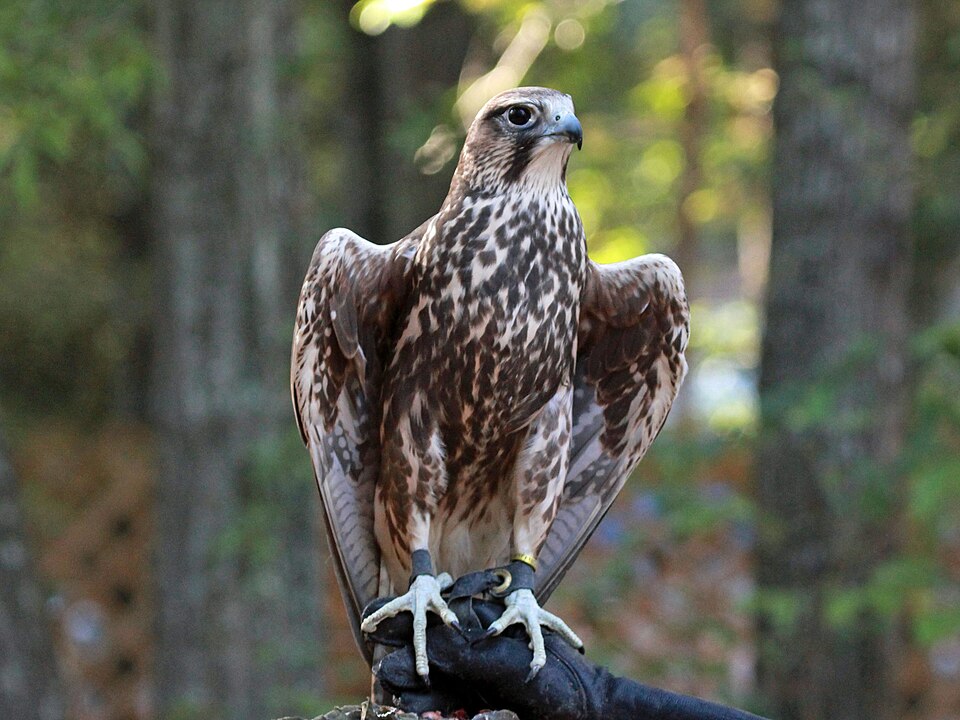 Fayl:Saker Falcon RWD3.jpg