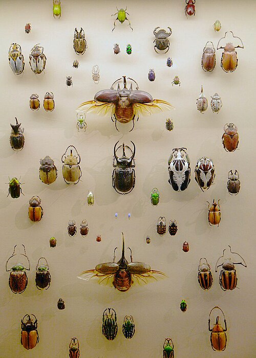 Fayl:WLA vanda Collection of Beetles.jpg