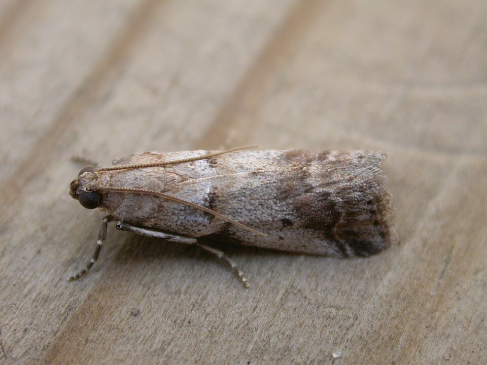 Fayl:Acrobasis glaucella.jpg